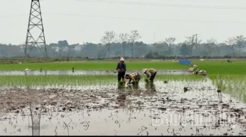 توصيات حكومية جديدة.. آليات زيادة إنتاجية محصول أرز الربيع هذا الموسم